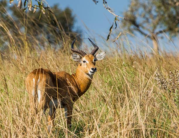 Portrait of male Impala; aepyceros melampus; Africa