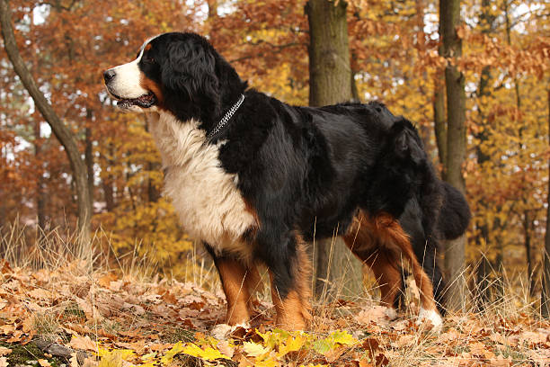 istock Gorgeous bernese mountain dog standing in autumn forest 537261768