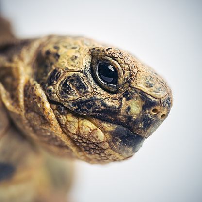 Studio portrait of a greek tortoise (testudo graeca) head. The tortoise is looking at camera with attention. Square macro photography from a DSLR camera. Sharp focus on eye.