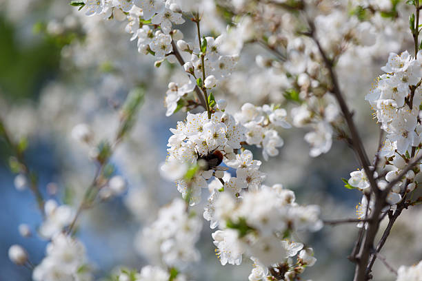 istock Branches of the blossoming cherry in a spring garden 537262102