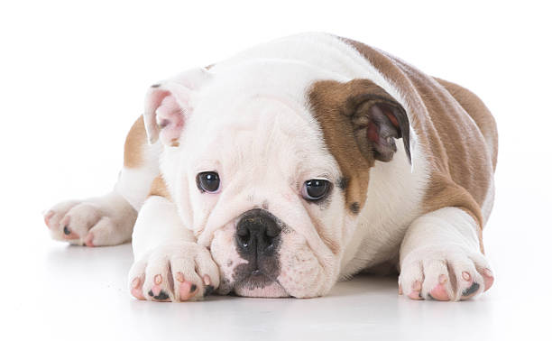 istock english bulldog puppy 537262574