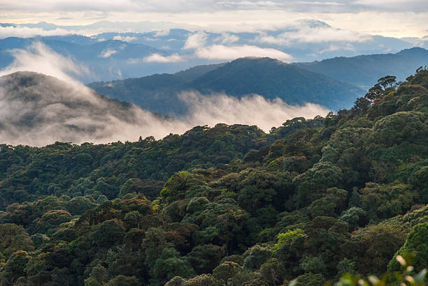 istock Sunrise over jungle in cameron highlands, Malaysia 537262814