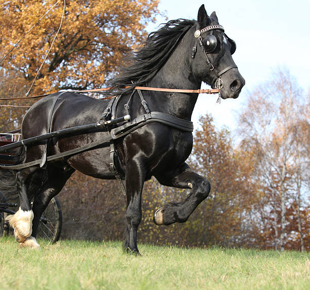 istock Gorgeous welsh cob running in autumn, harness up 537265764
