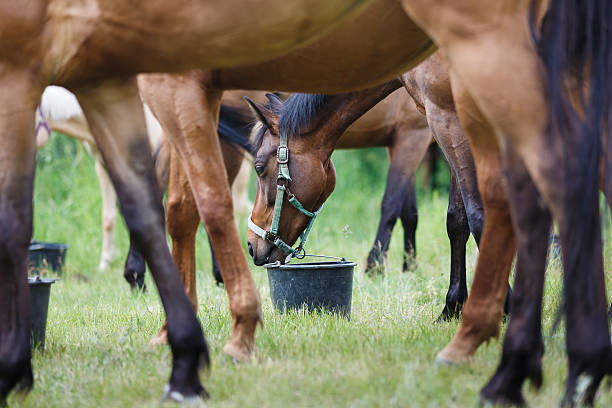 лошадь кормления на лугу - paddock стоковые фото и изображения