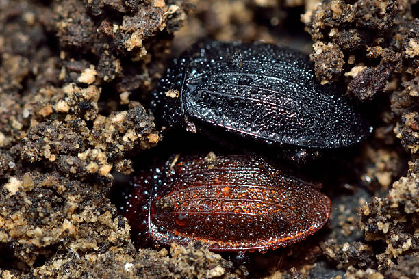 Black snail beetle (Silpha atrata) colour forms Insects in the family Silphidae, showing black and brown varieties covered with dew beetle silphidae stock pictures, royalty-free photos & images