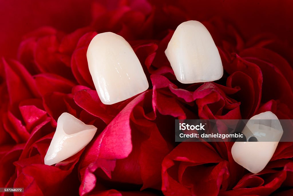 Dental Veneers - Lizenzfrei Einzelne Blume Stock-Foto