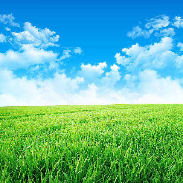 istock Green like a meadow in the sun 537269215