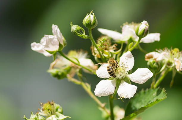 Bee recogida de polen  - foto de stock