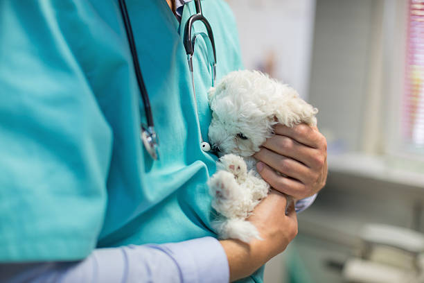 Veterinarian stroking bichon puppy Veterinarian stroking bichon puppy in vet's surgery lap dog stock pictures, royalty-free photos & images