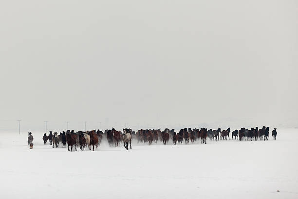 istock Wild Horses running in snow 537269479