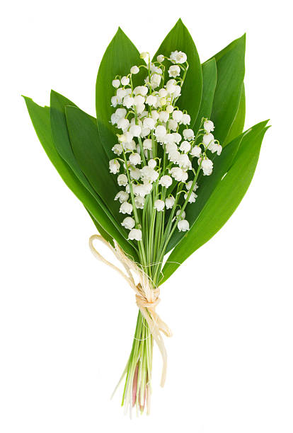 lilly of the valley posy lilly of the valley posy  isolated on white background lily of the valley stock pictures, royalty-free photos & images