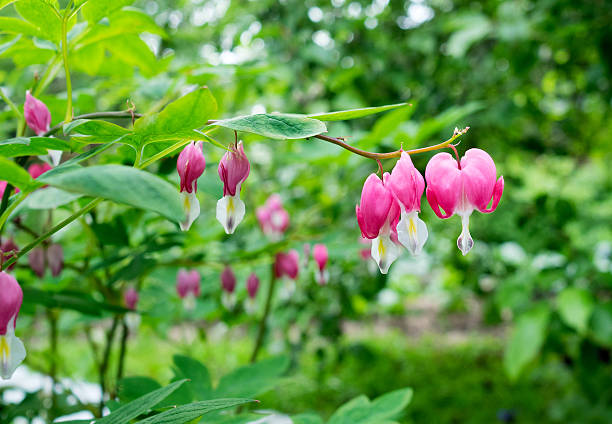 istock bleeding Heart flower in nature background 537270256