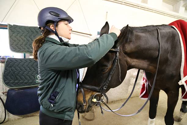 istock young woman prepares her horse 537270467