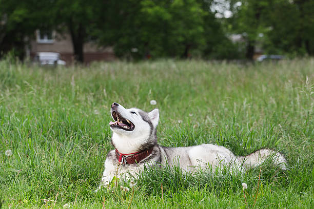 istock Cute siberian husky lying on green grass. 537270488