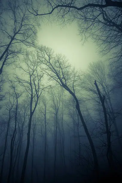 Photo of Forest in the mist