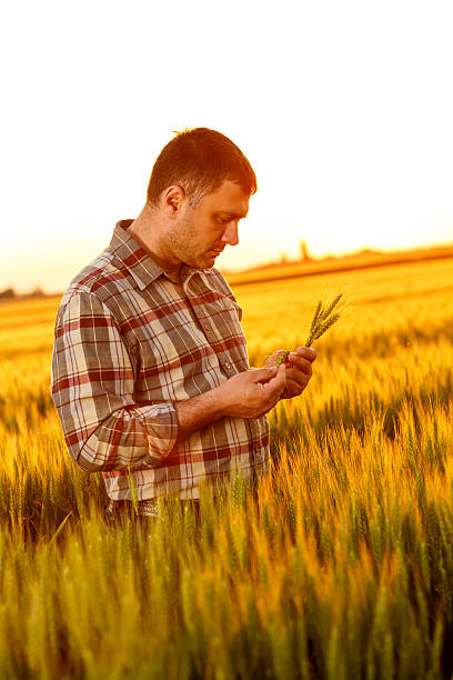 istock Young farmer in a field examining crop 537271222
