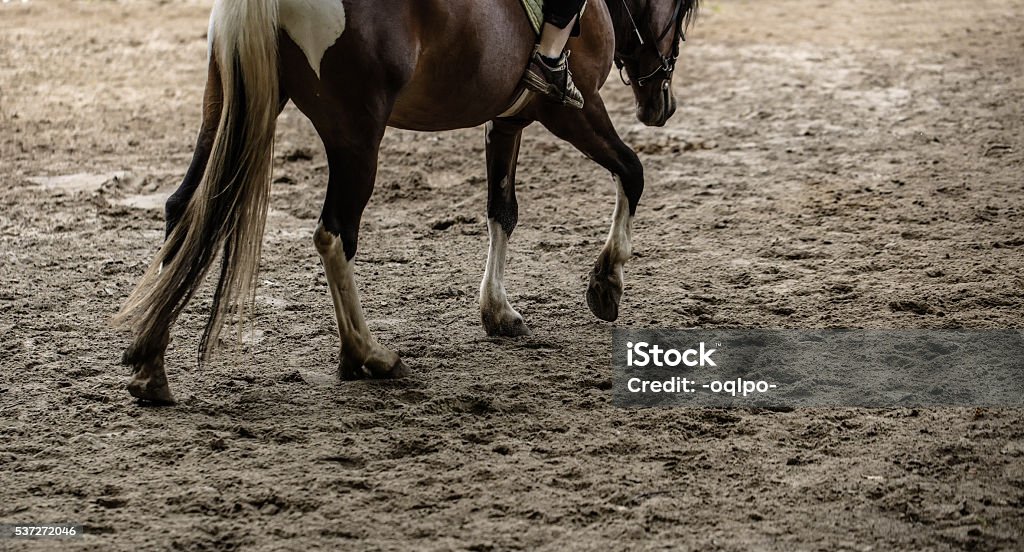 horse training outdoors sportsman rides on horse training outdoors Activity Stock Photo