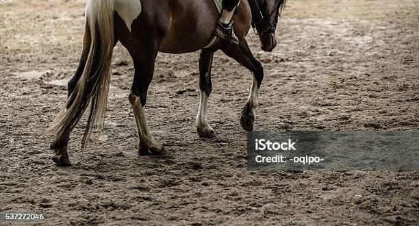 Horse Training Outdoors Stock Photo - Download Image Now - Activity, Adult, Animal