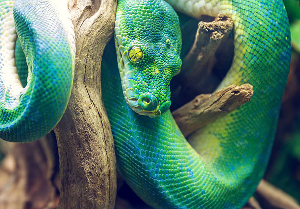 istock Green Snake on a Branch. Dangerous Exotic Shake 537272788