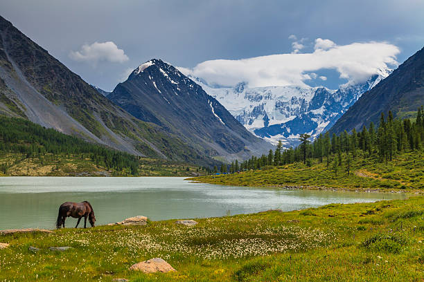 istock Mountain landscape with grazing horses 537272897