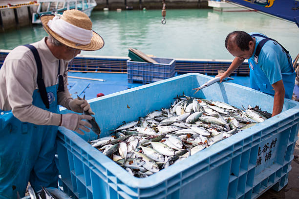 The Ginowan fish market prepares to auction off daily catch stock photo