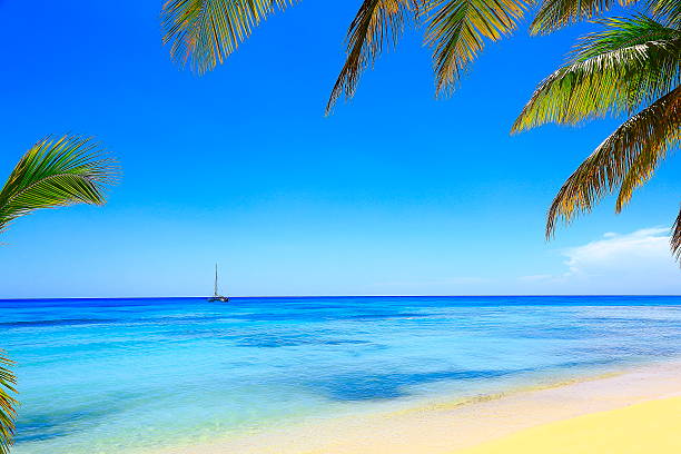 istock Tropical paradise relax: turquoise caribbean beach, catamaran, palm tree foliage 537273724