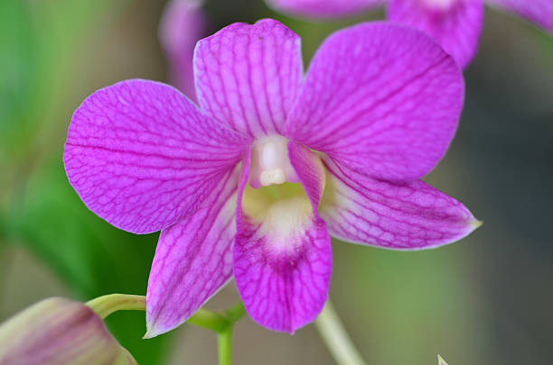 istock Purple orchid 537273960