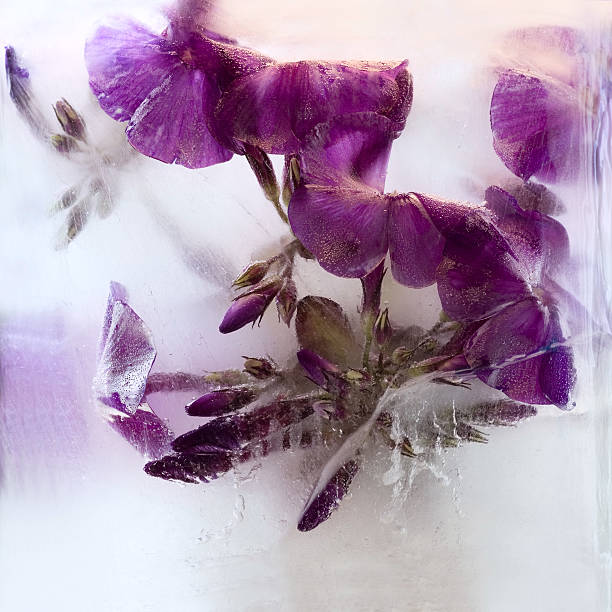 istock Frozen   flower of   phlox 537274089