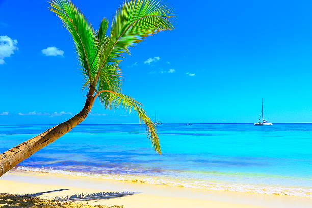 istock Tropical paradise relax: turquoise caribbean beach, catamaran ships, palm tree 537274184