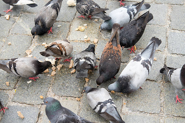 istock Pigeon close up in street 537274284