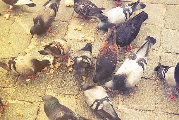 istock Pigeon close up in street, vintage effect 537274368