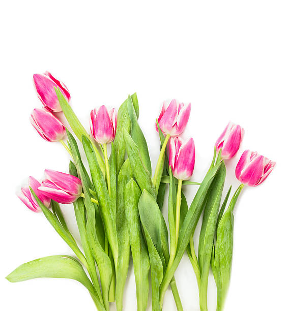 istock Pink tulips bunch on white background , floral frame 537274373