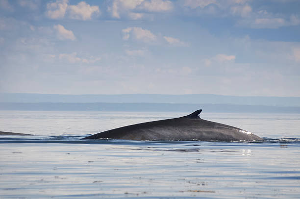 Fin whale, St Lawrence river, Quebec (Canada) Fin whale, St Lawrence river, Quebec (Canada) gulf of st lawrence photos stock pictures, royalty-free photos & images