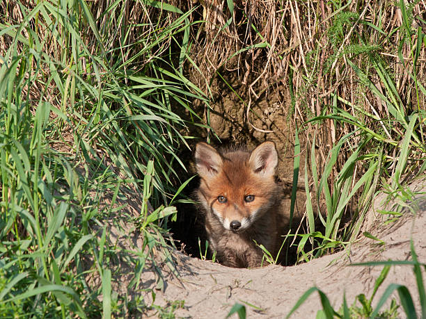 istock Young fox comes out of the hole 537275027