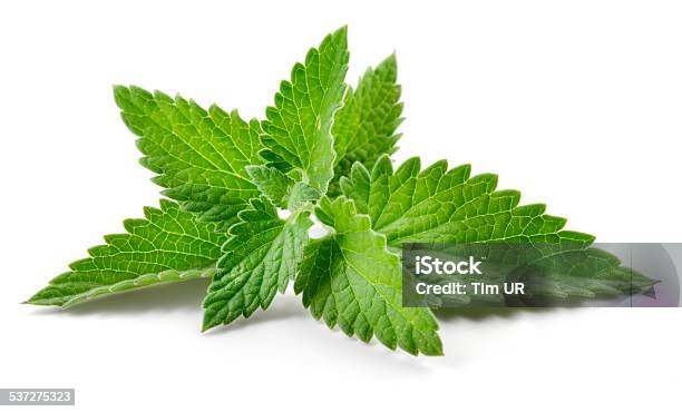 Melissa Mint Isolated On White Stock Photo - Download Image Now - Spearmint, Mint Leaf - Culinary, Peppermint