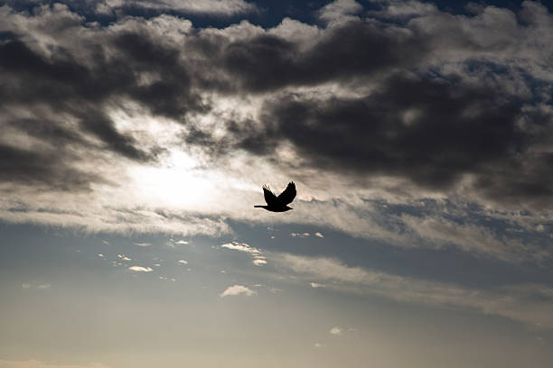 istock Bird flying Away from the Sun 537275385
