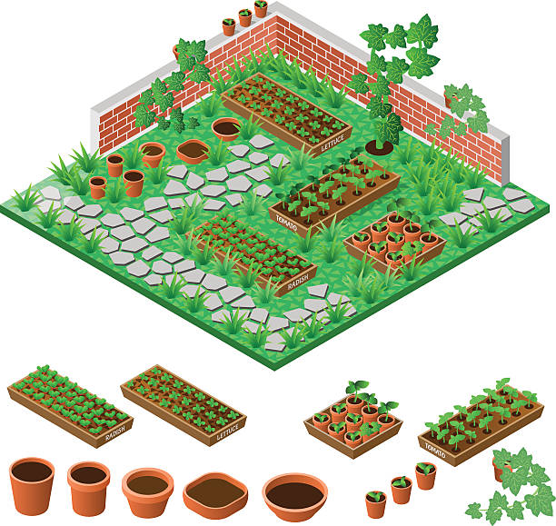 illustrations, cliparts, dessins animés et icônes de sur le jardin - white tomato backgrounds vegetable