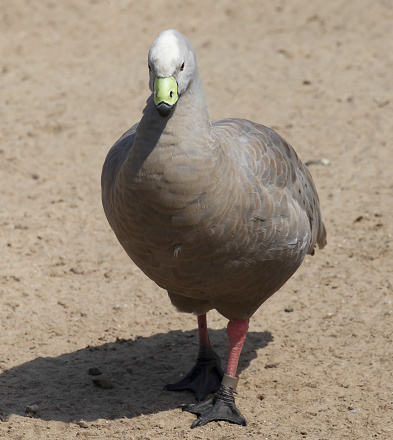 Cape Barren Goose on the bank of a lake