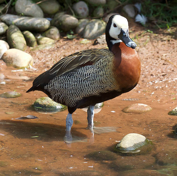 dendrocygne veuf  - white faced whistling duck photos et images de collection