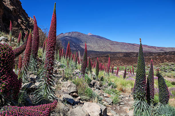 wildpretii echium fleur - el teide national park photos et images de collection