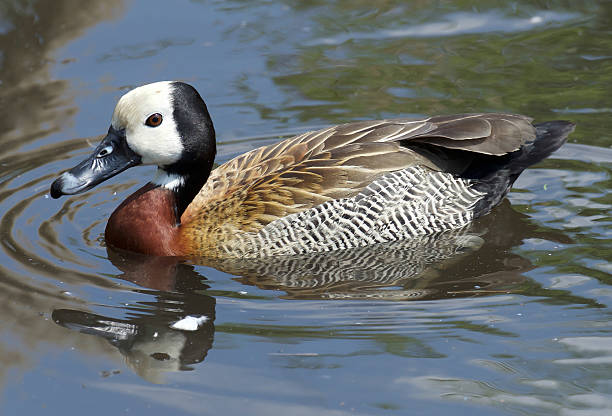 dendrocygne veuf  - white faced whistling duck photos et images de collection