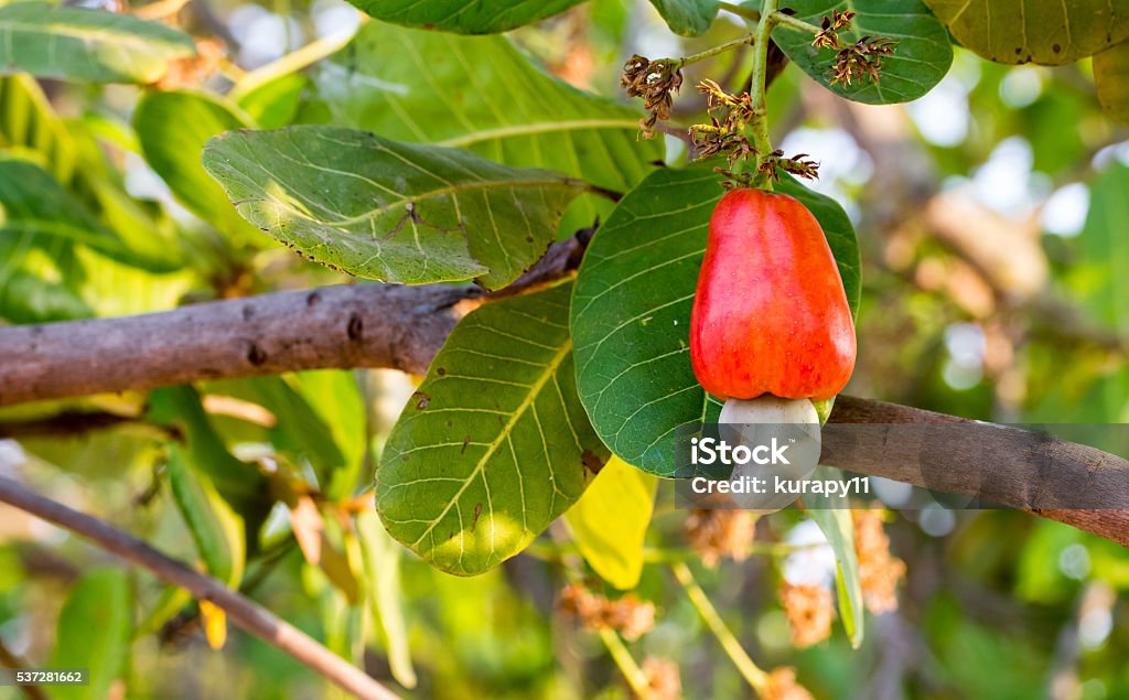 Cashew fruit on tree Cashew Stock Photo