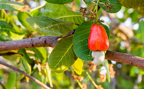 Cashew fruit on tree stock photo