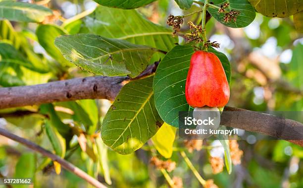 Cashew Fruit On Tree Stock Photo - Download Image Now - Cashew, Tree, Agriculture