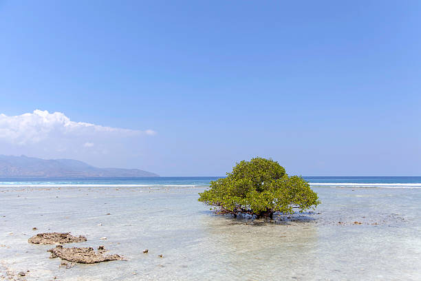 индонезийская гили траванган пляже. - island tropical climate travel sand стоковые фото и изображения