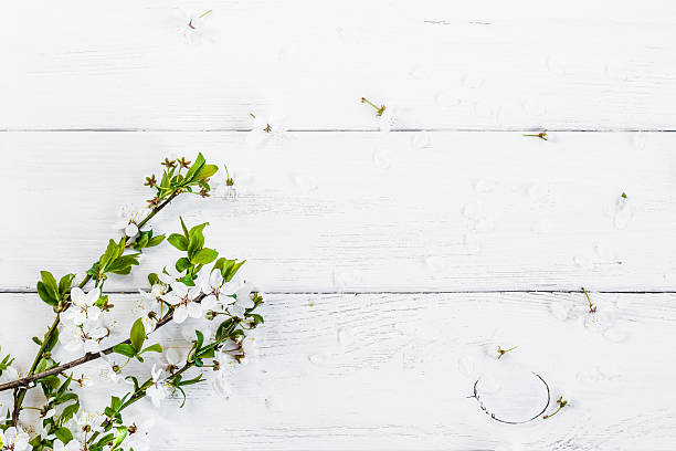 istock apple flowers on white wooden background 537283516