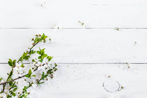 flores de maçã sobre fundo de madeira branco - may floral pattern spring april imagens e fotografias de stock