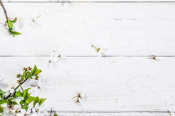 istock apple flowers on white wooden background 537283538