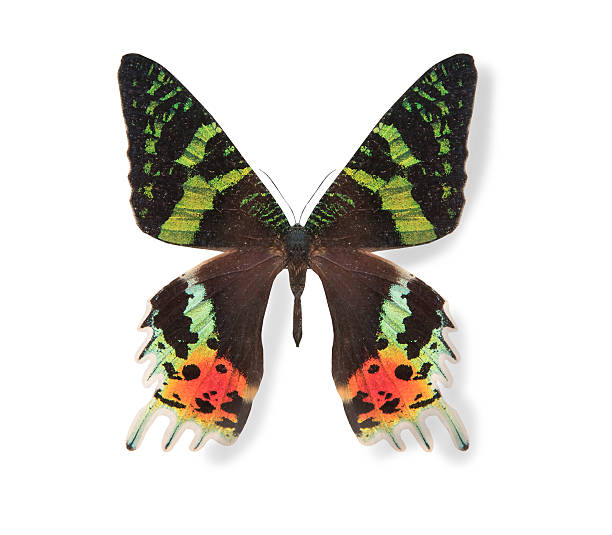 istock Black and green butterfly isolated on white 537285242