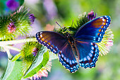 Red Spotted Admiral